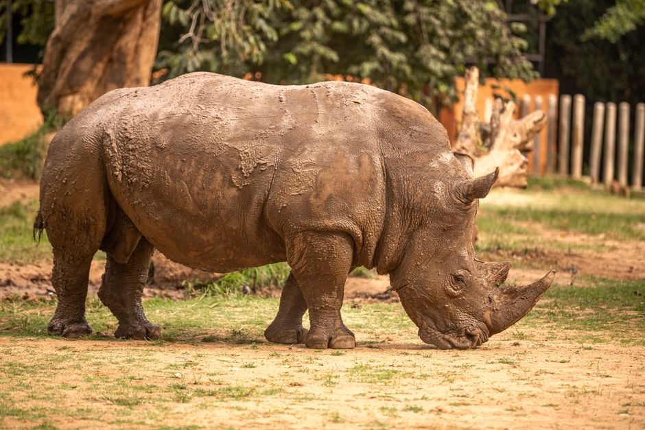 Mysore Zoo