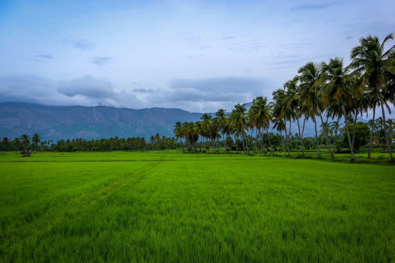 Kerala Deluxe Packages